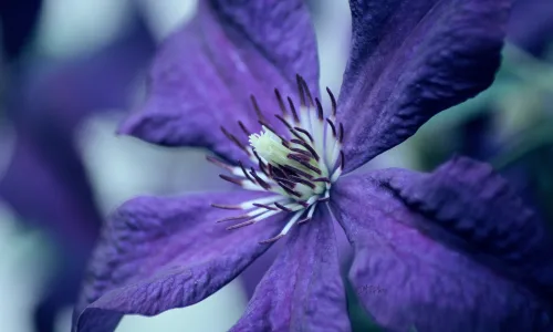 【12319】植物壁纸  2K 高清壁纸2560_1600@青蛙壁纸-笨猫小站
