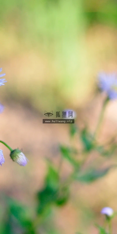【12322】植物壁纸  2K 高清壁纸2560_1600@青蛙壁纸-笨猫小站
