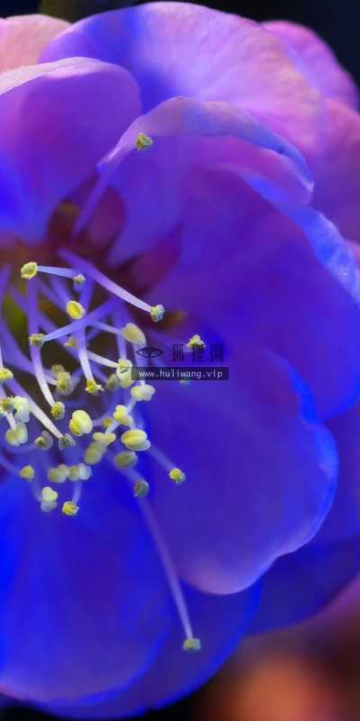 【12323】植物壁纸  2K 高清壁纸2560_1600@青蛙壁纸-笨猫小站