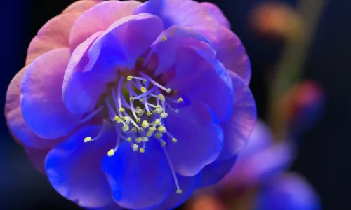 【12323】植物壁纸  2K 高清壁纸2560_1600@青蛙壁纸-笨猫小站