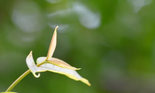 【12324】植物壁纸  2K 高清壁纸2560_1600@青蛙壁纸-笨猫小站
