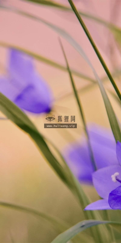 【12328】植物壁纸  2K 高清壁纸2560_1600@青蛙壁纸-笨猫小站