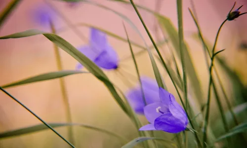 【12328】植物壁纸  2K 高清壁纸2560_1600@青蛙壁纸-笨猫小站