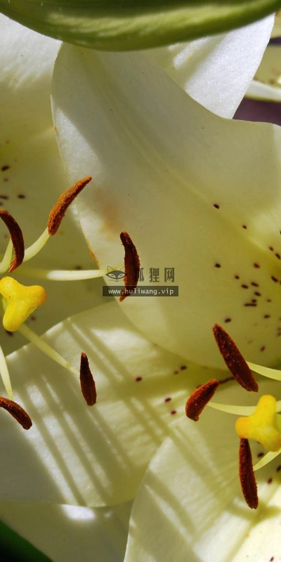 【12329】植物壁纸  2K 高清壁纸2560_1600@青蛙壁纸-笨猫小站
