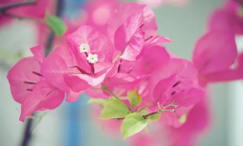 【12330】植物壁纸  2K 高清壁纸2560_1600@青蛙壁纸-笨猫小站