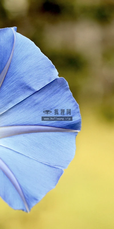 【12331】植物壁纸  2K 高清壁纸2560_1600@青蛙壁纸-笨猫小站