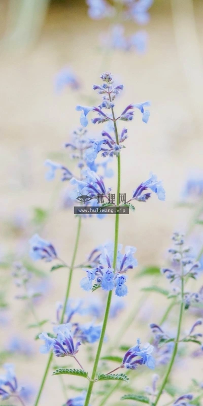 【12332】植物壁纸  2K 高清壁纸2560_1600@青蛙壁纸-笨猫小站