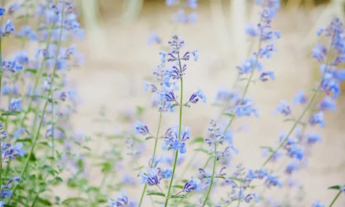 【12332】植物壁纸  2K 高清壁纸2560_1600@青蛙壁纸-笨猫小站