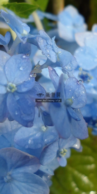 【12333】植物壁纸  2K 高清壁纸2560_1600@青蛙壁纸-笨猫小站
