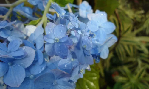 【12333】植物壁纸  2K 高清壁纸2560_1600@青蛙壁纸-笨猫小站