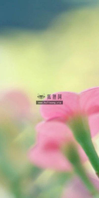 【12335】植物壁纸  2K 高清壁纸2560_1600@青蛙壁纸-笨猫小站