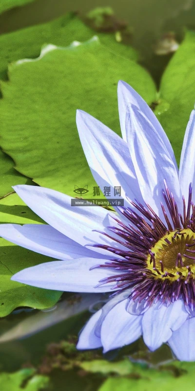 【12336】植物壁纸  2K 高清壁纸2560_1600@青蛙壁纸-笨猫小站