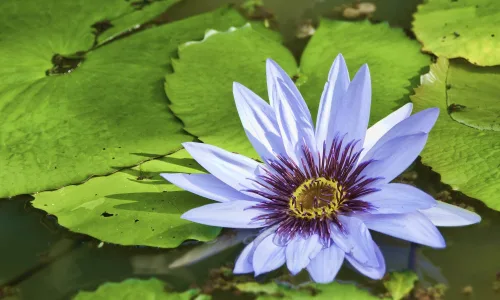 【12336】植物壁纸  2K 高清壁纸2560_1600@青蛙壁纸-笨猫小站