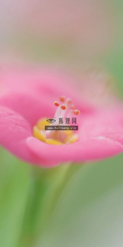 【12338】植物壁纸  2K 高清壁纸2560_1600@青蛙壁纸-笨猫小站