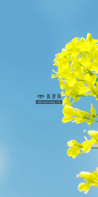 【12340】植物壁纸  2K 高清壁纸2560_1600@青蛙壁纸-笨猫小站