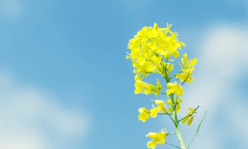 【12340】植物壁纸  2K 高清壁纸2560_1600@青蛙壁纸-笨猫小站