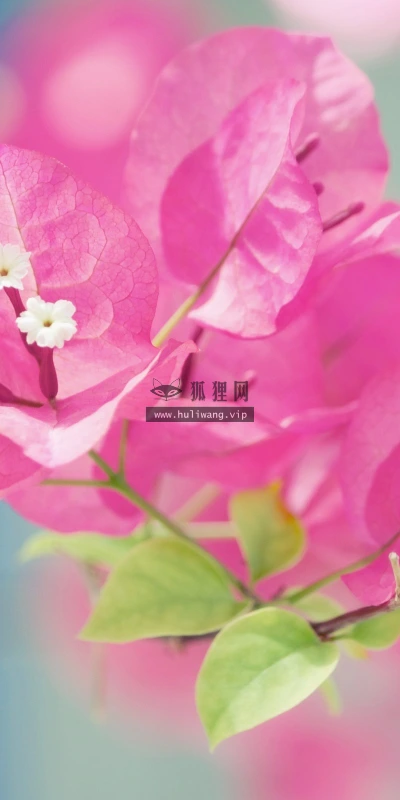 【12341】植物壁纸  2K 高清壁纸2560_1600@青蛙壁纸-笨猫小站