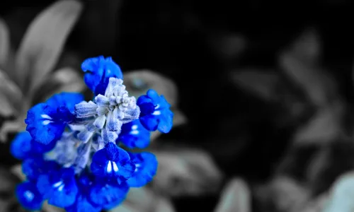 【12342】植物壁纸  2K 高清壁纸2560_1600@青蛙壁纸-笨猫小站