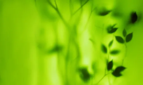 【12343】植物壁纸  2K 高清壁纸2560_1600@青蛙壁纸-笨猫小站
