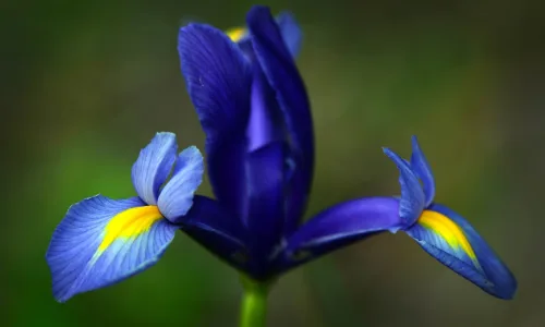 【12346】植物壁纸  2K 高清壁纸2560_1600@青蛙壁纸-笨猫小站