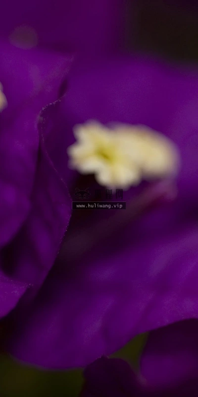 【12348】植物壁纸  2K 高清壁纸2560_1600@青蛙壁纸-笨猫小站