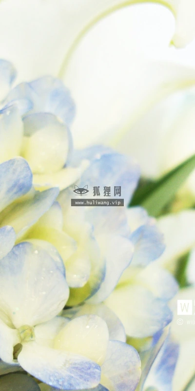 【12352】植物壁纸  2K 高清壁纸2560_1600@青蛙壁纸-笨猫小站