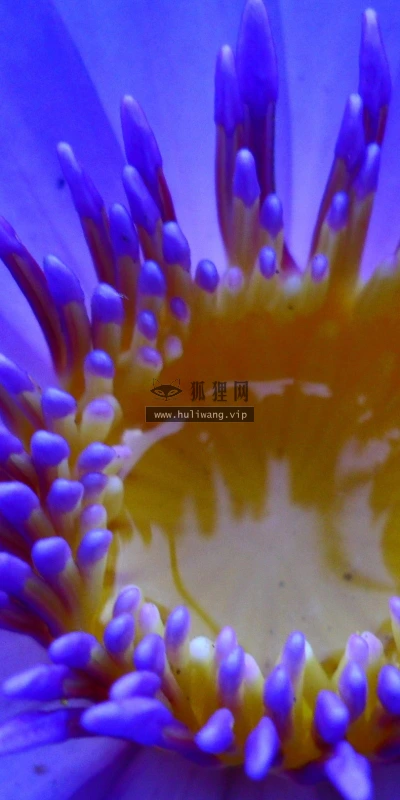 【12353】植物壁纸  2K 高清壁纸2560_1600@青蛙壁纸-笨猫小站