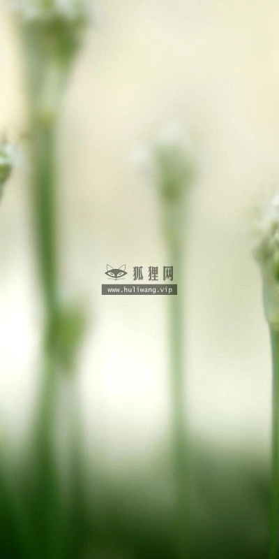 【12354】植物壁纸  2K 高清壁纸2560_1600@青蛙壁纸-笨猫小站
