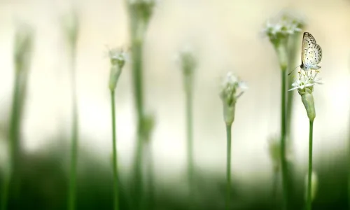 【12354】植物壁纸  2K 高清壁纸2560_1600@青蛙壁纸-笨猫小站