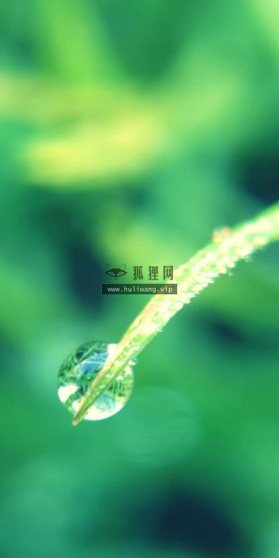 【12355】植物壁纸  2K 高清壁纸2560_1600@青蛙壁纸-笨猫小站