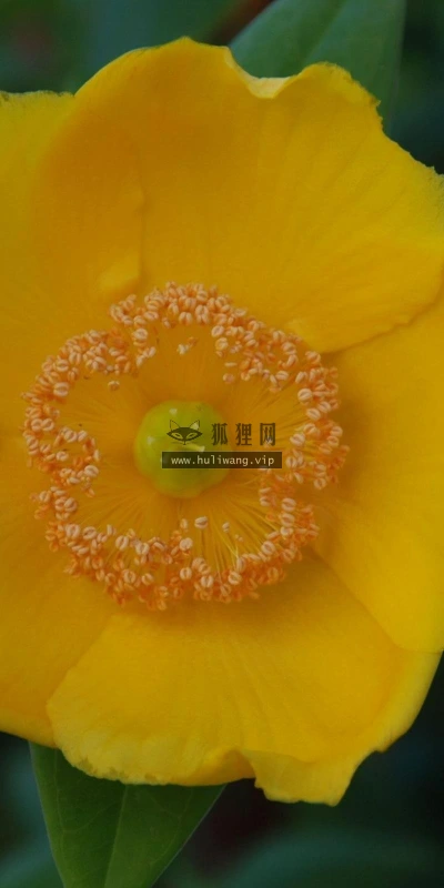【12356】植物壁纸  2K 高清壁纸2560_1600@青蛙壁纸-笨猫小站