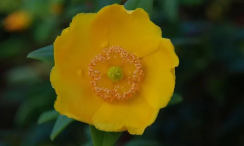 【12356】植物壁纸  2K 高清壁纸2560_1600@青蛙壁纸-笨猫小站