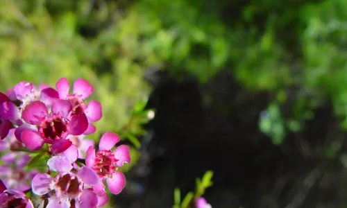 【12357】植物壁纸  2K 高清壁纸2560_1600@青蛙壁纸-笨猫小站