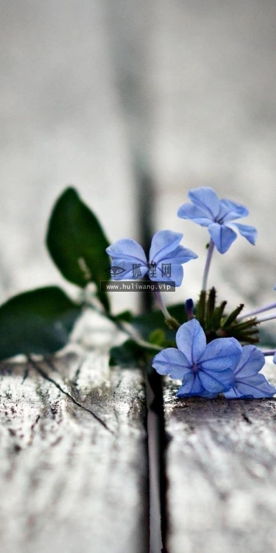 【12358】植物壁纸  2K 高清壁纸2560_1600@青蛙壁纸-笨猫小站