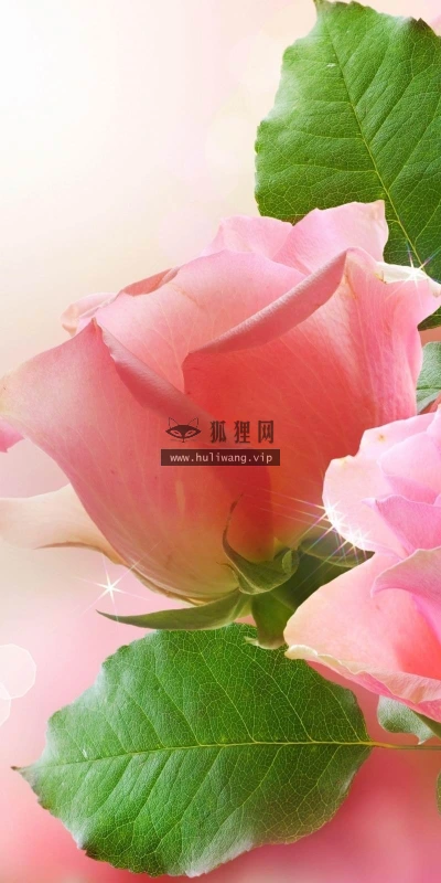 【12359】植物壁纸  2K 高清壁纸2560_1600@青蛙壁纸-笨猫小站