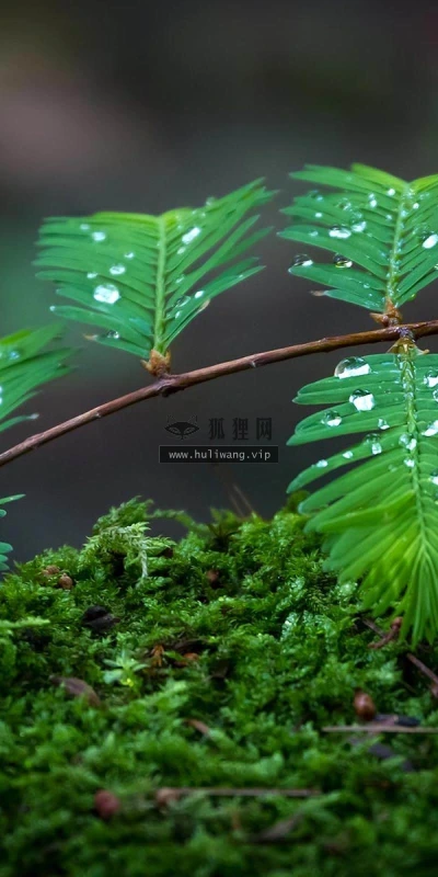 【12360】植物壁纸  2K 高清壁纸2560_1600@青蛙壁纸-笨猫小站