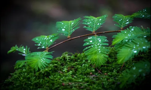 【12360】植物壁纸  2K 高清壁纸2560_1600@青蛙壁纸-笨猫小站