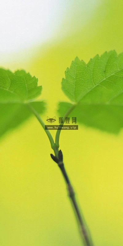 【12361】植物壁纸  2K 高清壁纸2560_1600@青蛙壁纸-笨猫小站