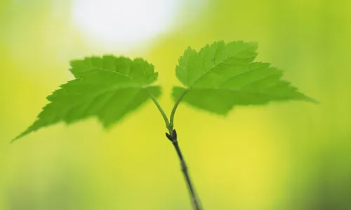 【12361】植物壁纸  2K 高清壁纸2560_1600@青蛙壁纸-笨猫小站