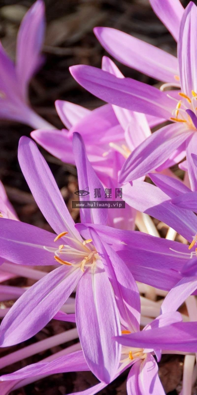 【12362】植物壁纸  2K 高清壁纸2560_1600@青蛙壁纸-笨猫小站
