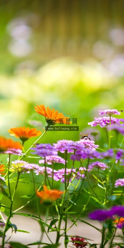 【12363】植物壁纸  2K 高清壁纸2560_1600@青蛙壁纸-笨猫小站