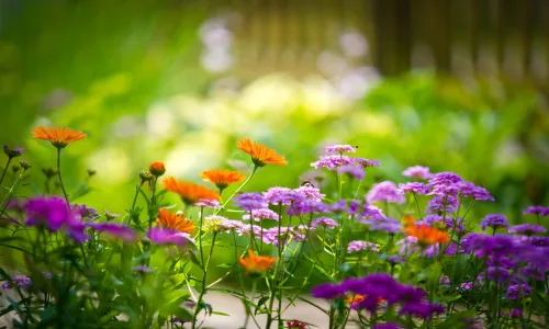 【12363】植物壁纸  2K 高清壁纸2560_1600@青蛙壁纸-笨猫小站