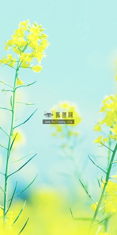 【12364】植物壁纸  2K 高清壁纸2560_1600@青蛙壁纸-笨猫小站