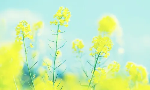 【12364】植物壁纸  2K 高清壁纸2560_1600@青蛙壁纸-笨猫小站