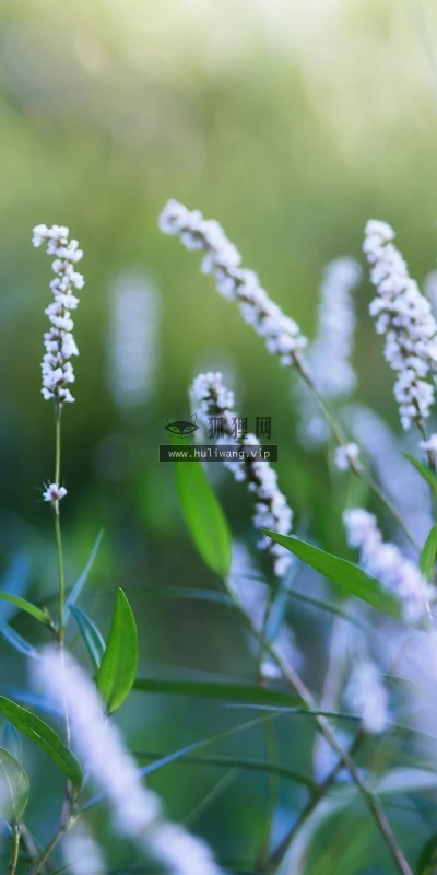 【12365】植物壁纸  2K 高清壁纸2560_1600@青蛙壁纸-笨猫小站