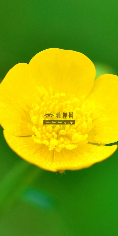 【12366】植物壁纸  2K 高清壁纸2560_1600@青蛙壁纸-笨猫小站