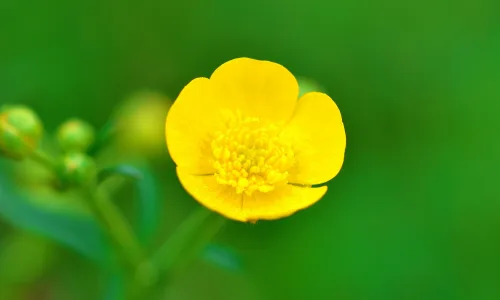 【12366】植物壁纸  2K 高清壁纸2560_1600@青蛙壁纸-笨猫小站