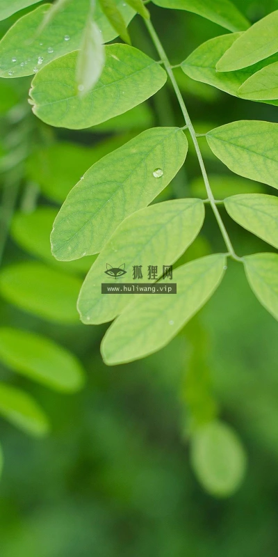 【12367】植物壁纸  2K 高清壁纸2560_1600@青蛙壁纸-笨猫小站
