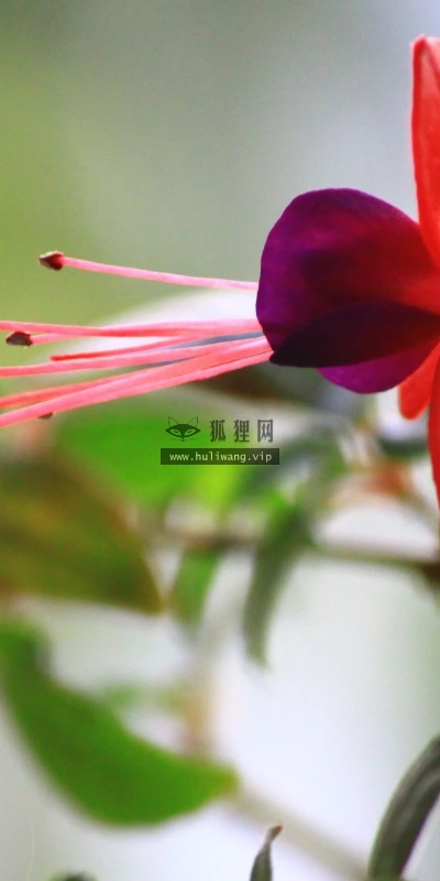 【12368】植物壁纸  2K 高清壁纸2560_1600@青蛙壁纸-笨猫小站