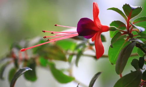 【12368】植物壁纸  2K 高清壁纸2560_1600@青蛙壁纸-笨猫小站
